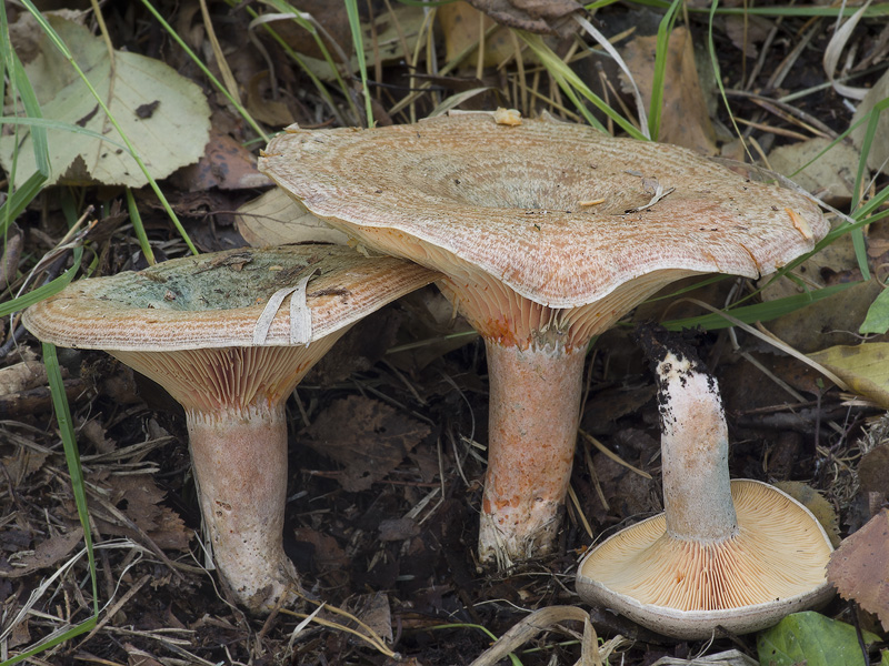 Lactarius quieticolor